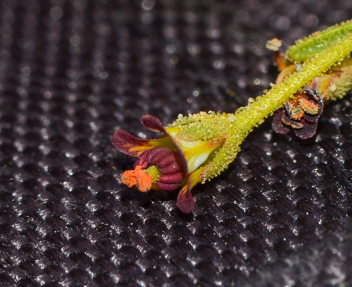 Image of Cleome amblyocarpa specimen.