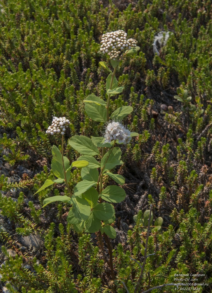 Image of Spiraea beauverdiana specimen.