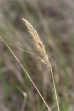 Calamagrostis epigeios. Верхушка сухого прошлогоднего побега с соплодием. Карелия, Заонежье, песчаный пляж. 13.06.2015.