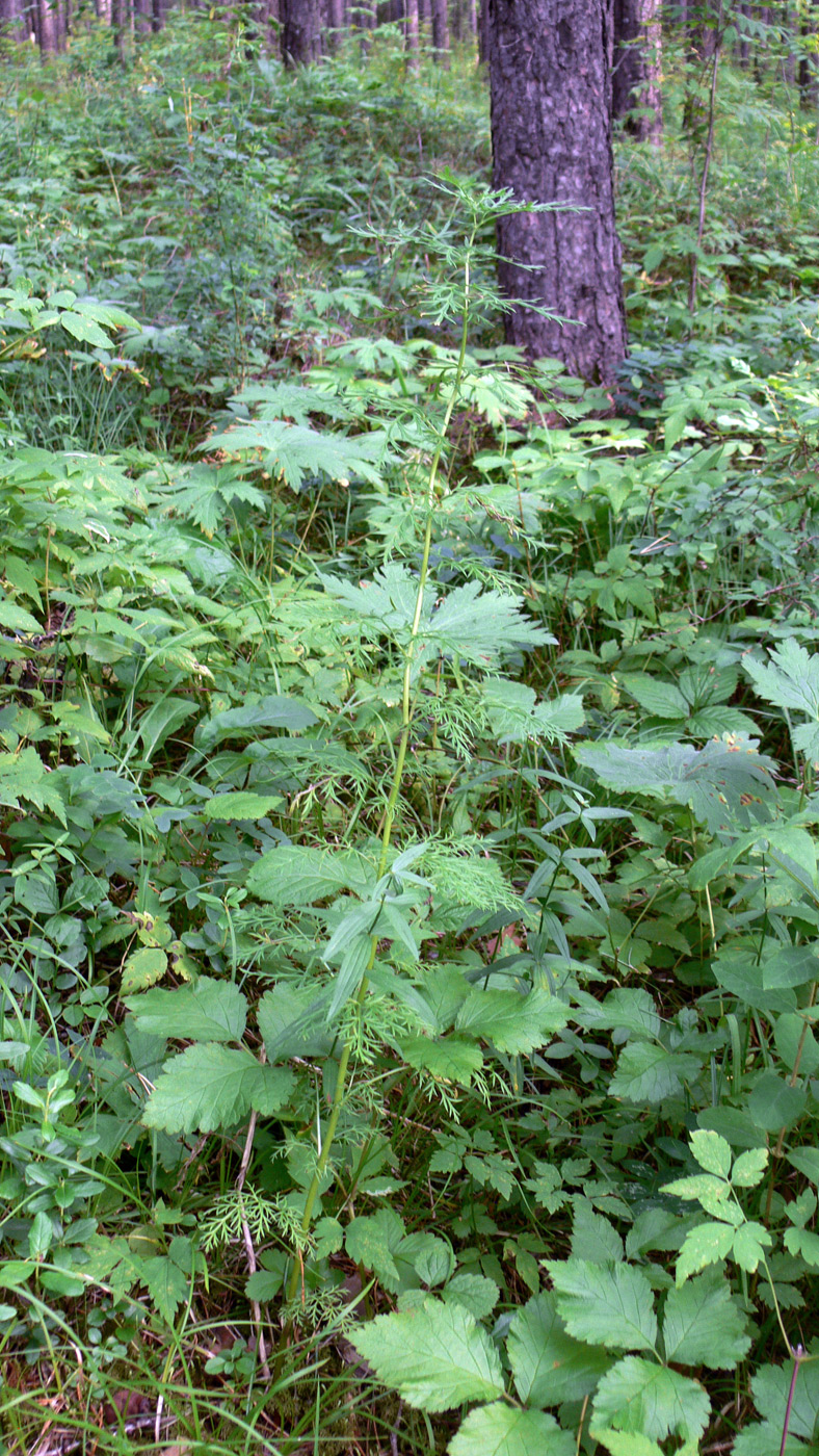 Image of Adonis apennina specimen.