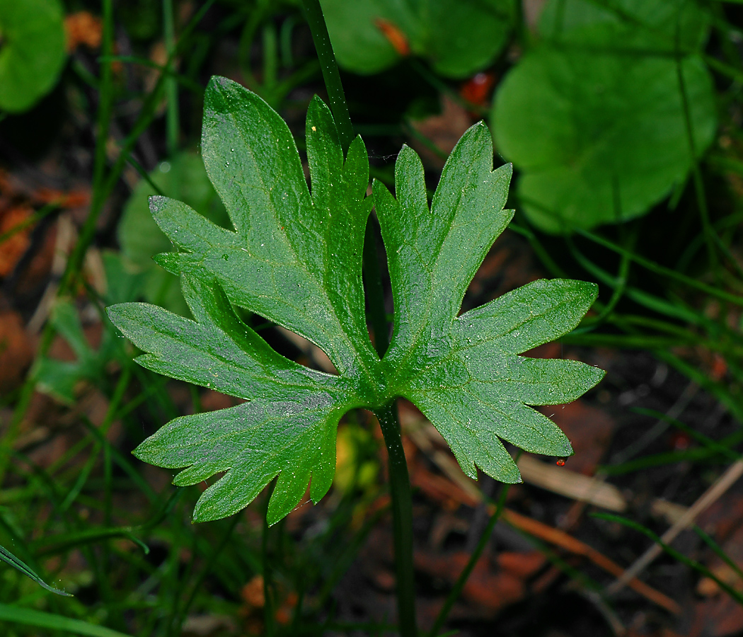 Image of genus Ranunculus specimen.