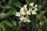 Ligustrum vulgare. Соцветие. Республика Адыгея, г. Майкоп, восточная окраина города, пустырь. 29.05.2016.