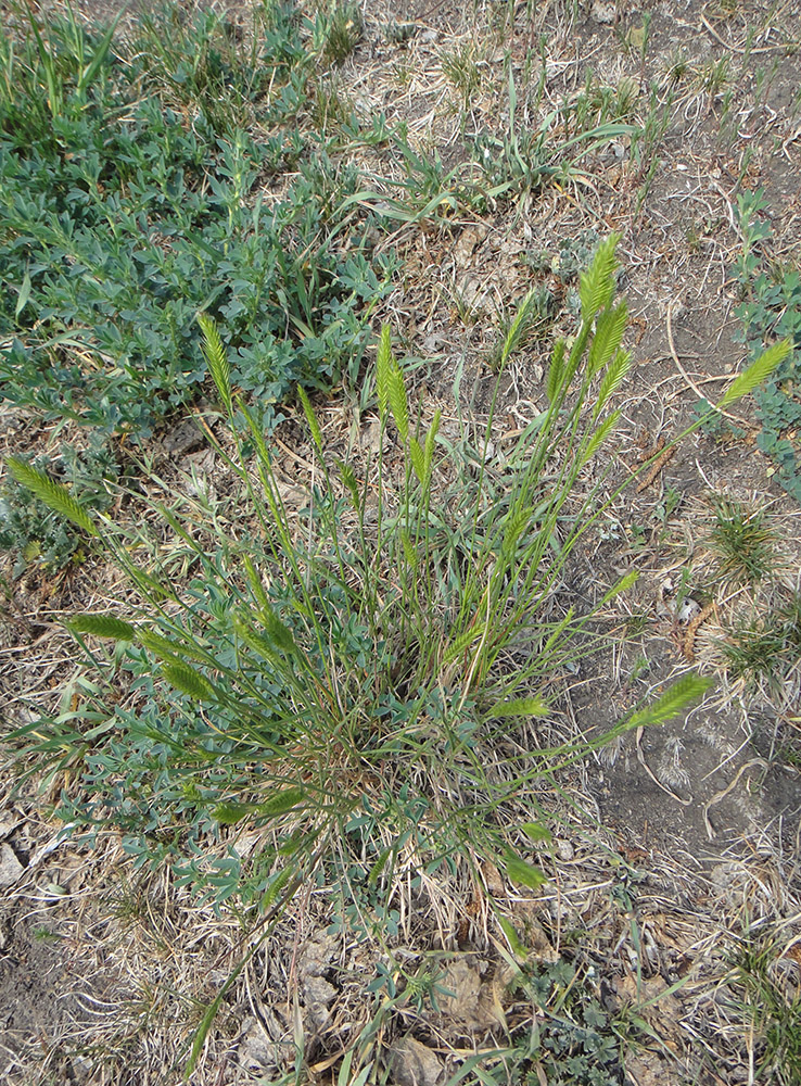 Image of genus Agropyron specimen.