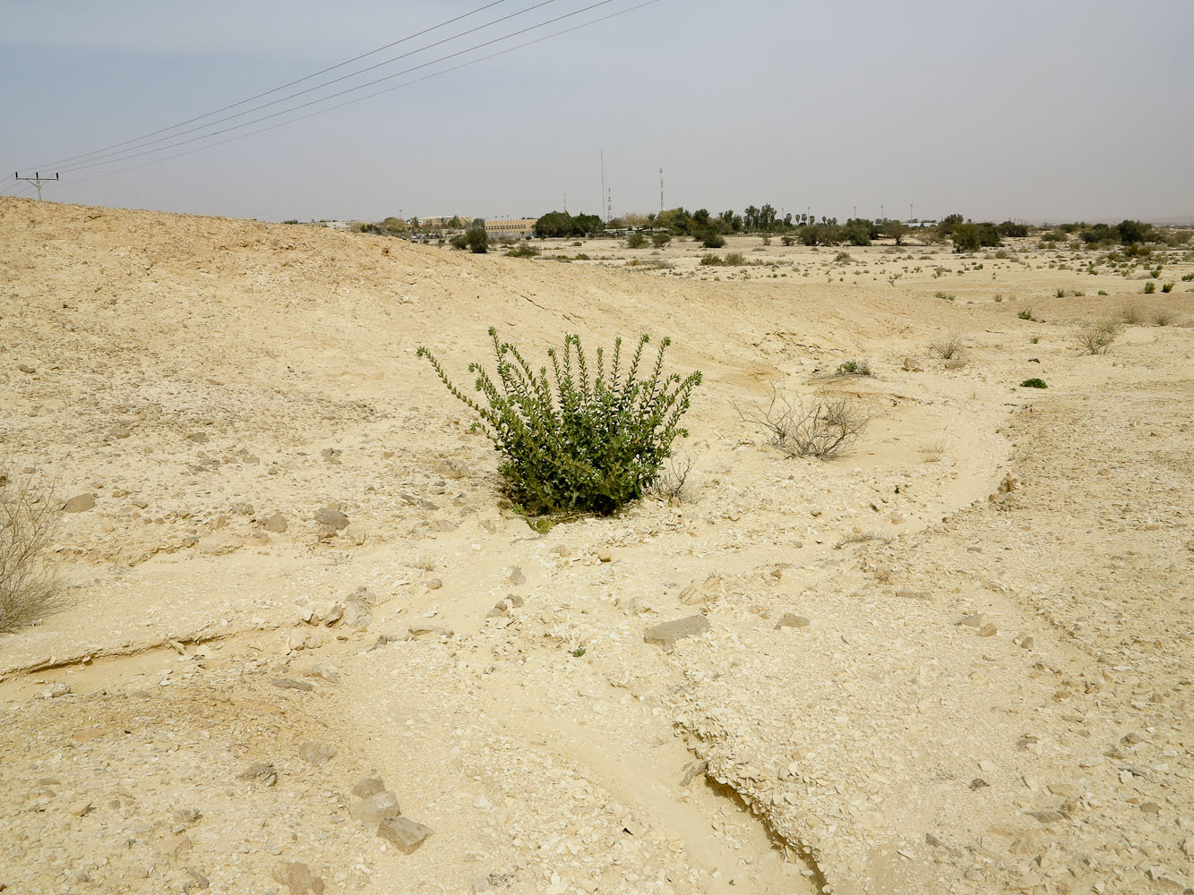 Изображение особи Hyoscyamus desertorum .