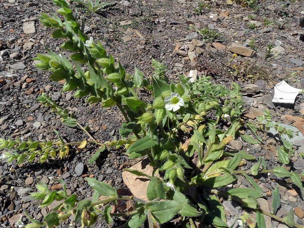 Image of Nonea lutea specimen.