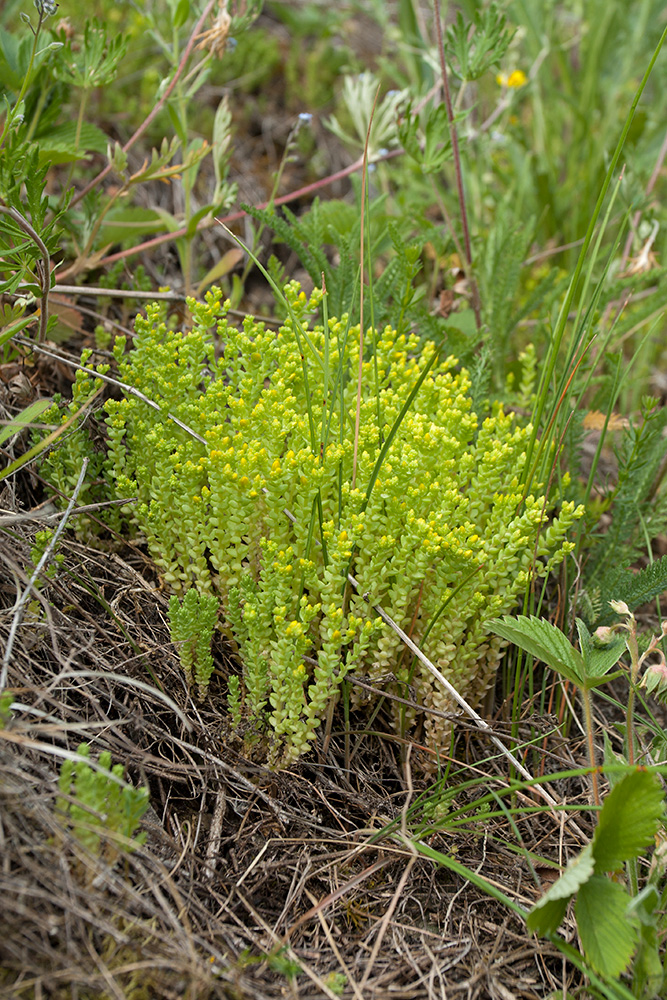 Image of Sedum acre specimen.