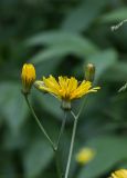 Crepis paludosa. Верхушка цветущего растения. Свердловская обл., окр. г. Заречный, край Черемшанского болота, в сосново-берёзовом лесу. 24.06.2016.