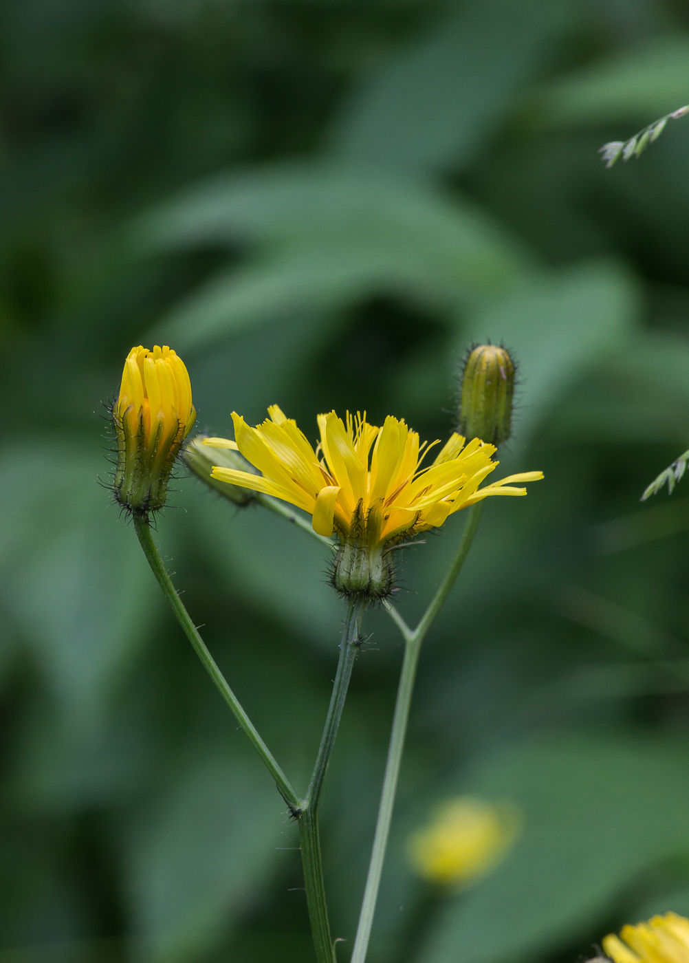 Image of Crepis paludosa specimen.