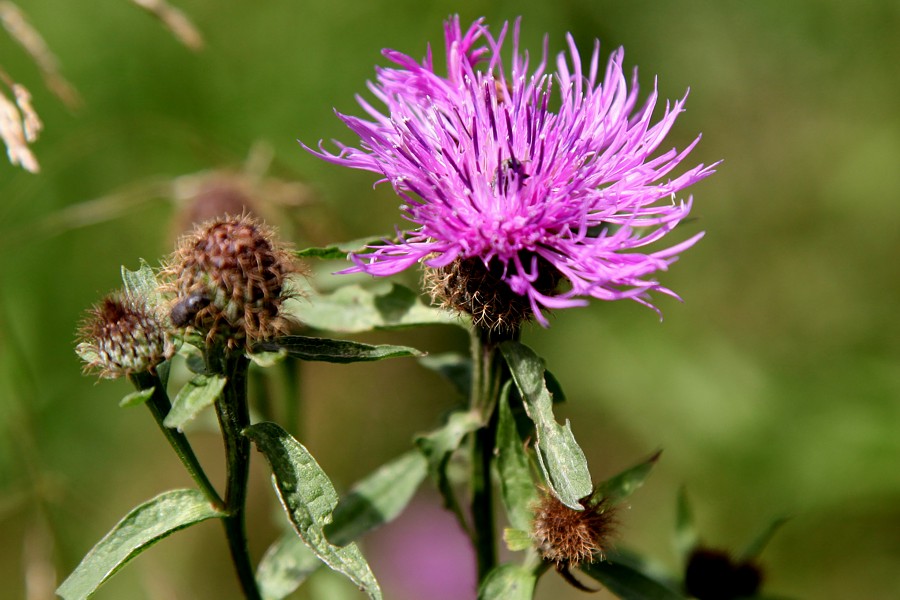 Image of Centaurea phrygia specimen.