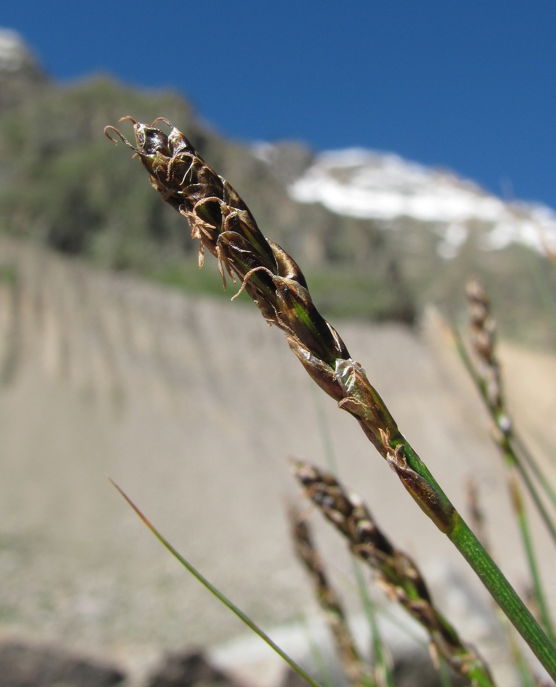 Image of genus Carex specimen.