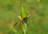 Hypericum ascyron