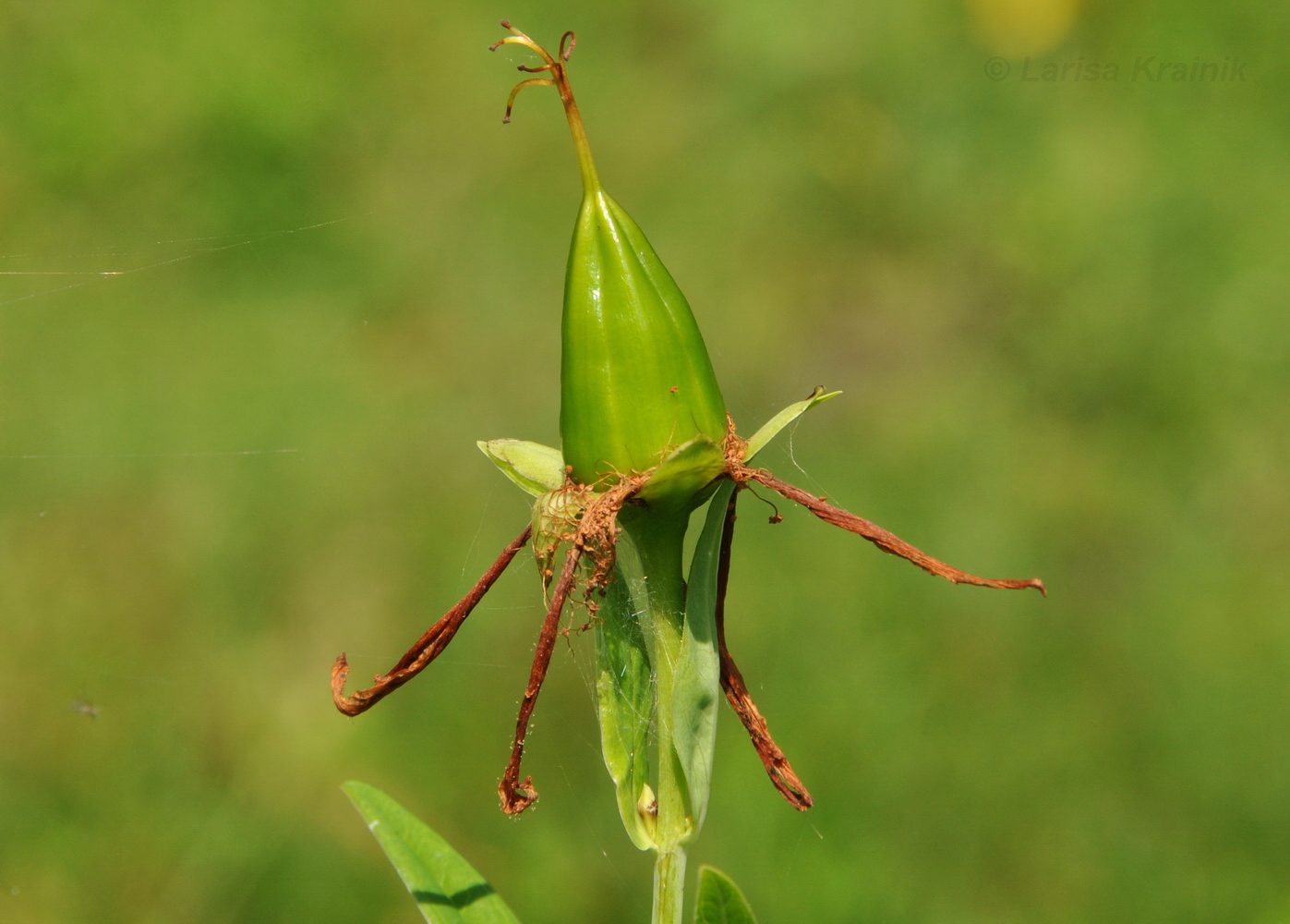 Image of Hypericum ascyron specimen.