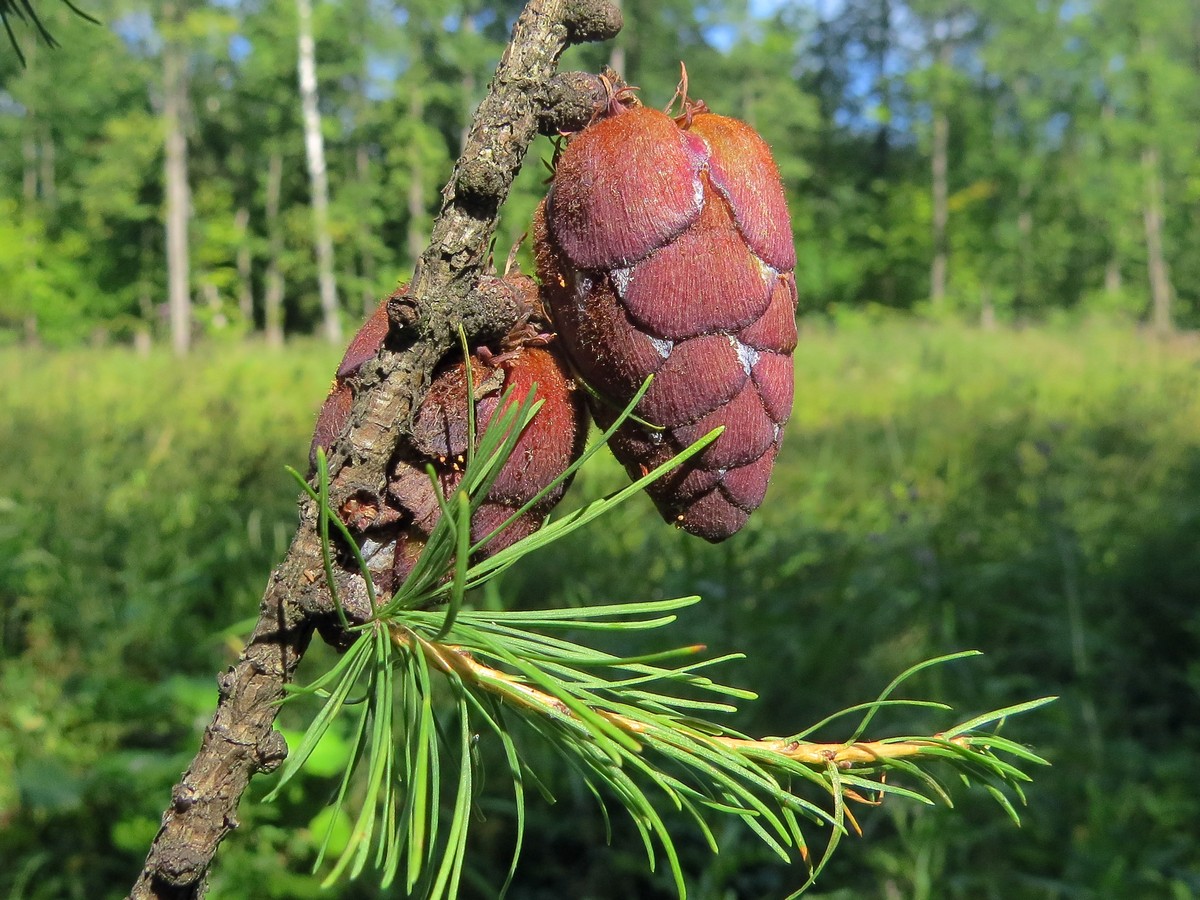 Изображение особи Larix sibirica.