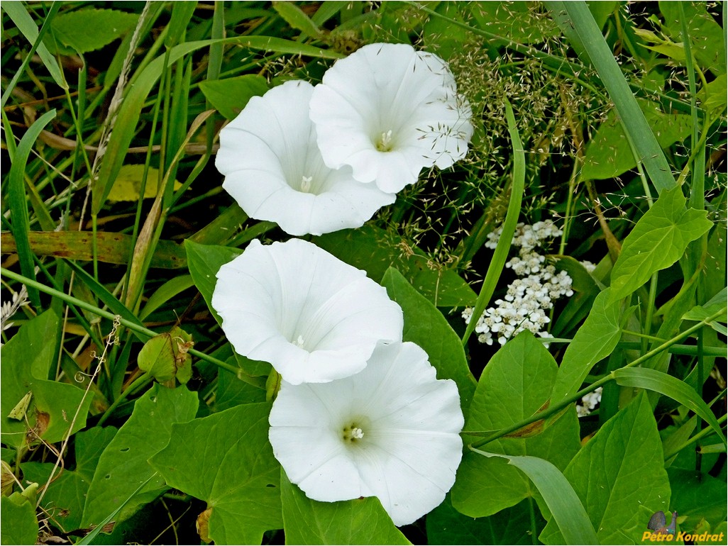 Изображение особи Calystegia sepium.