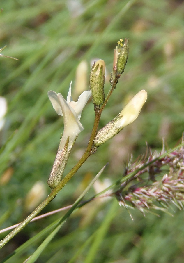 Image of Astragalus ucrainicus specimen.