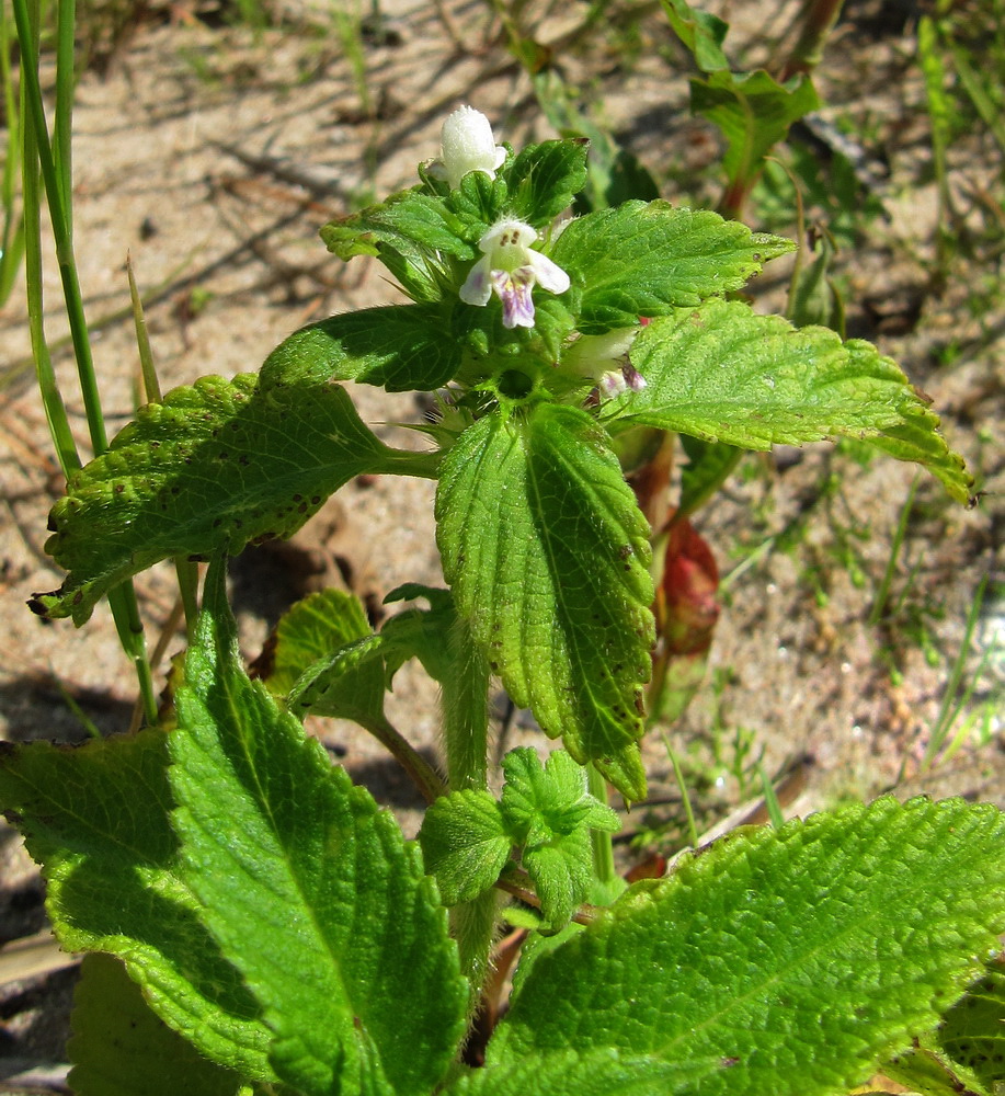 Image of Galeopsis bifida specimen.