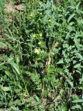 Potentilla supina