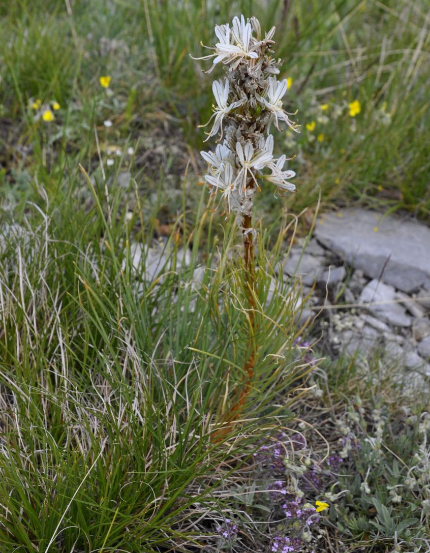 Изображение особи Asphodeline taurica.