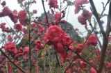 семейство Rosaceae. Части веток с цветками. Китай, Гуанси-Чжуанский автономный р-н, деревня Мингши. 5 марта 2016 г.