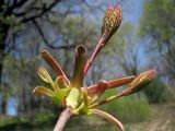 Acer platanoides