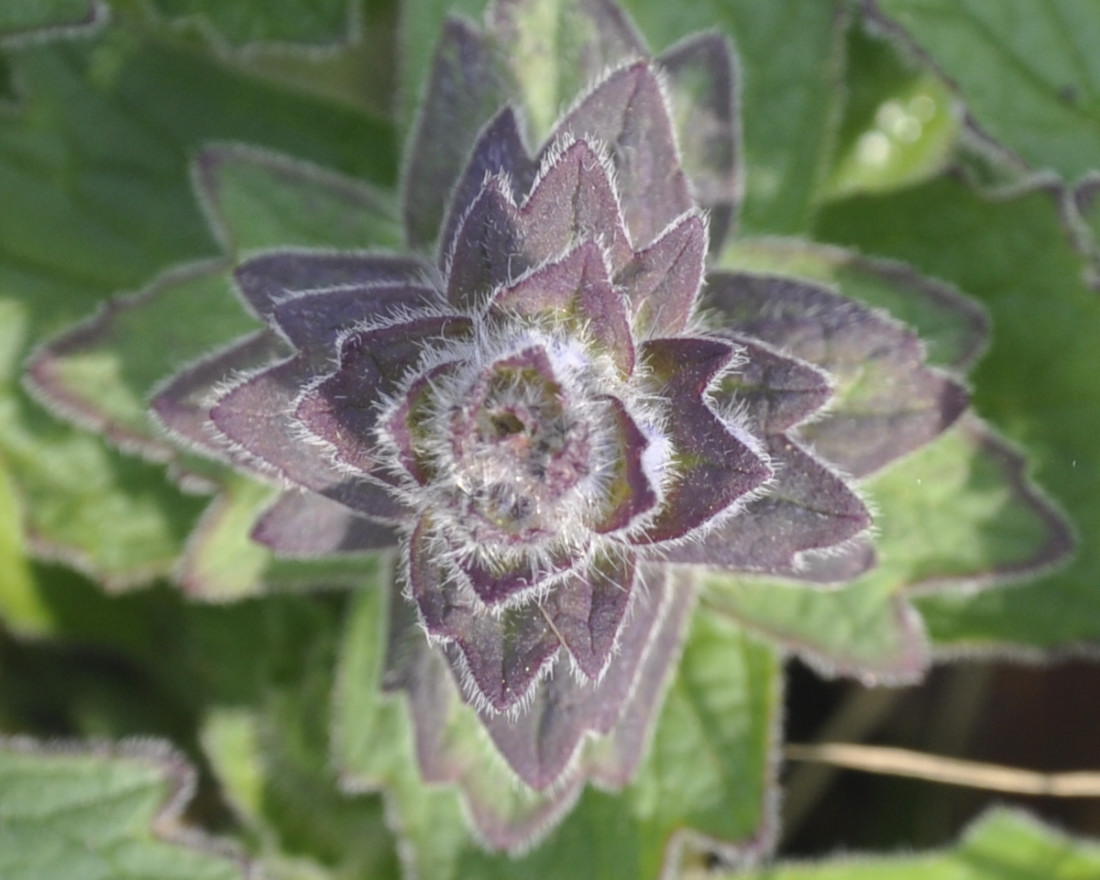 Image of Ajuga genevensis specimen.