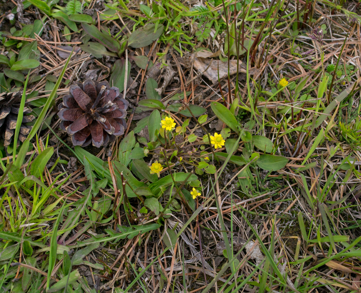 Image of Halerpestes sarmentosa specimen.