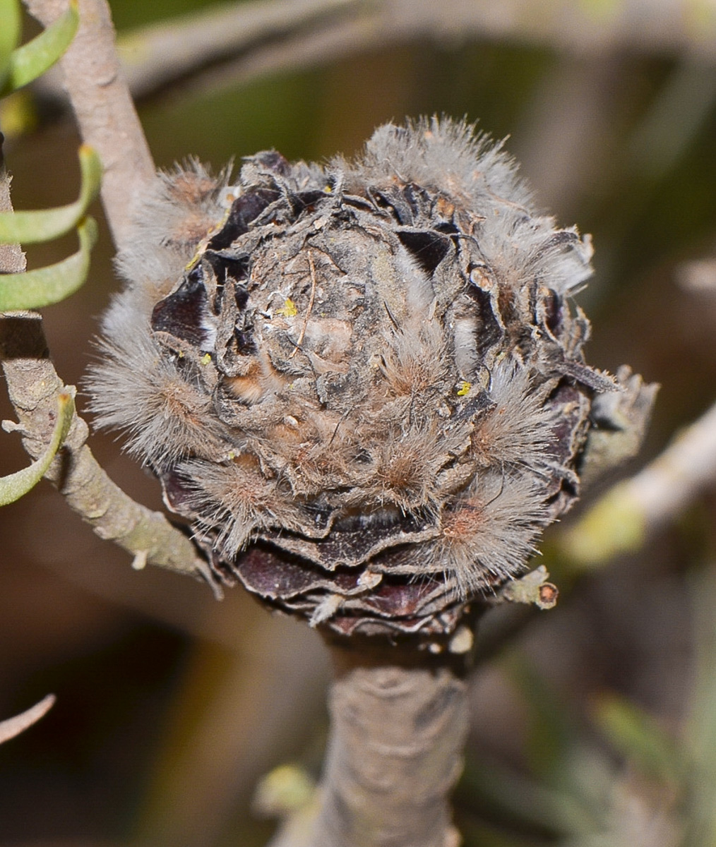 Image of Leucadendron galpinii specimen.