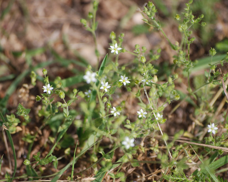 Image of Arenaria serpyllifolia specimen.