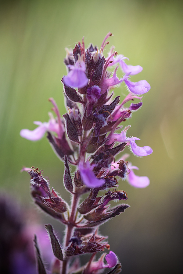 Image of genus Teucrium specimen.