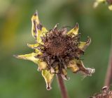 Inula helenium