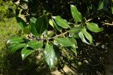 genus Ilex. Верхушка веточки. Листья. Испания, Центральная Кордильера, нац. парк Сьерра-де-Гуадаррама, гранитный массив La Pedriza, горный склон, среди скал. Июль.