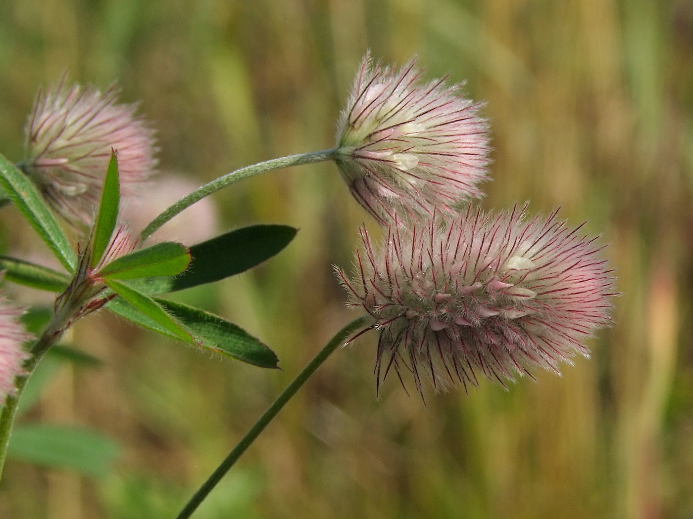 Image of Trifolium arvense specimen.