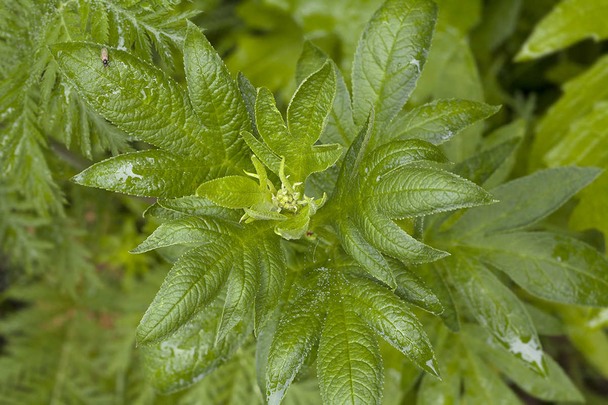 Image of Senecio cannabifolius specimen.