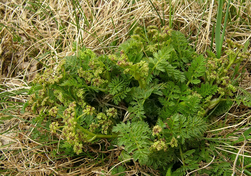 Image of familia Apiaceae specimen.