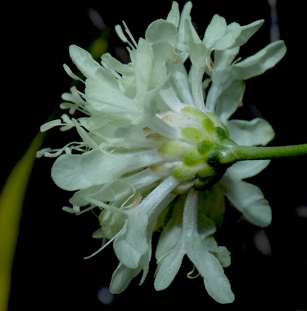 Изображение особи Cephalaria coriacea.