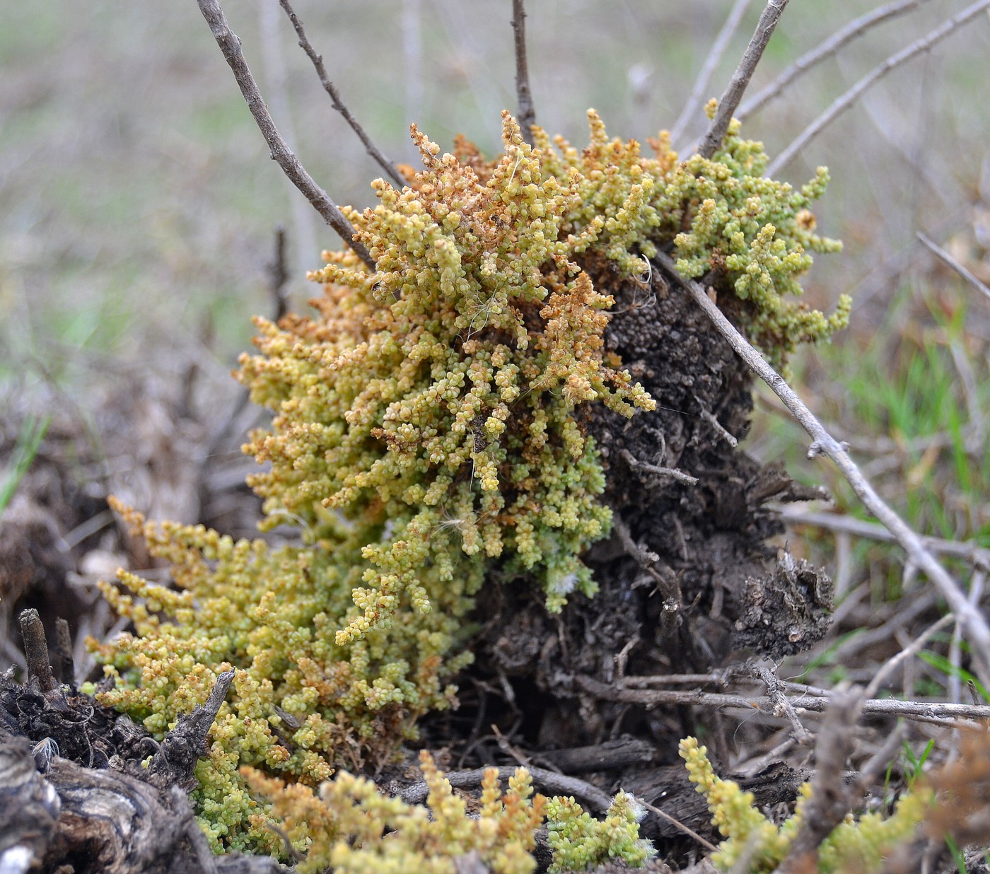 Изображение особи Salsola dendroides.