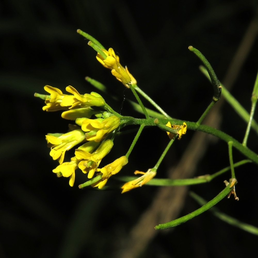 Image of Erysimum cheiranthoides specimen.