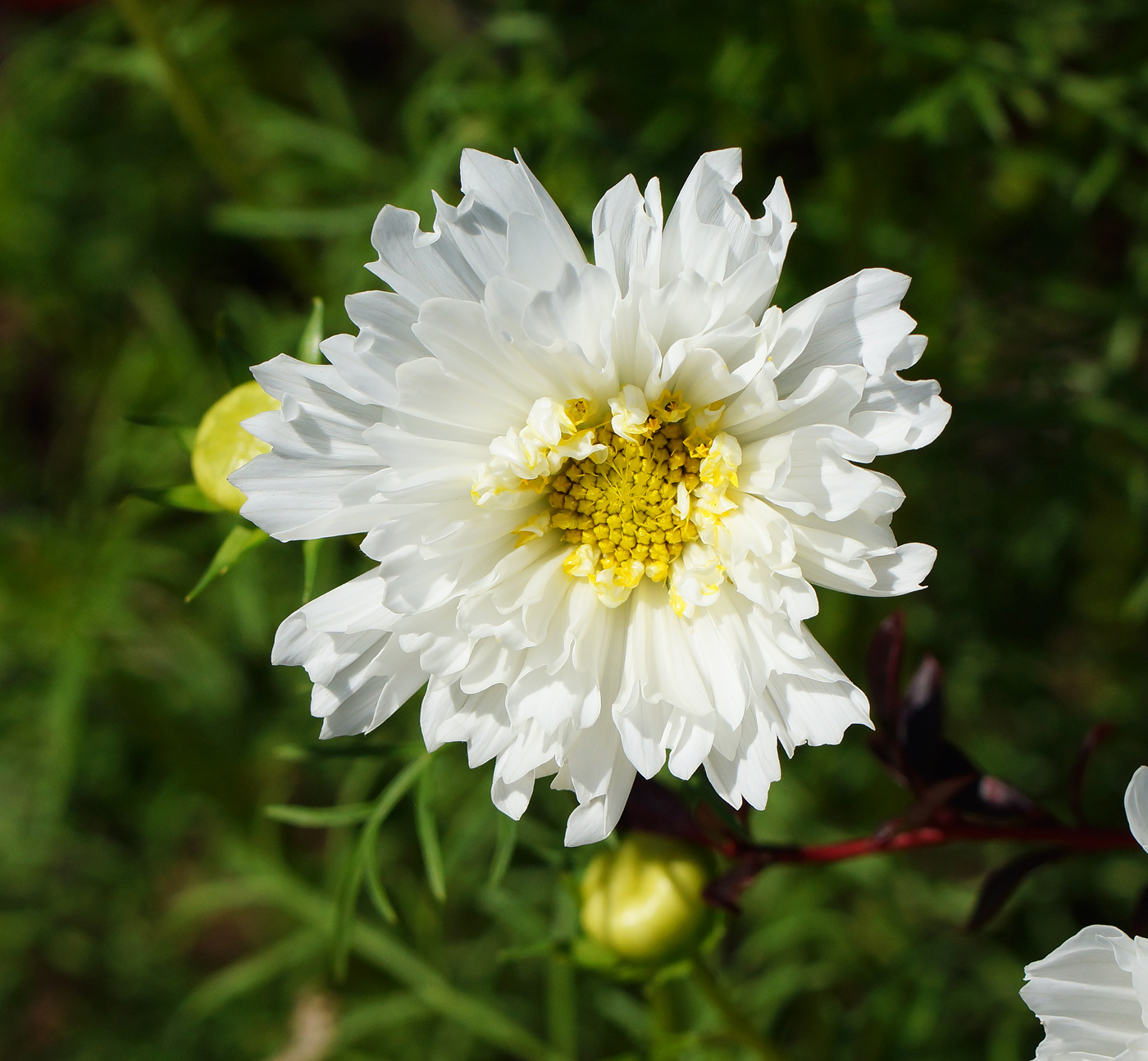 Image of Cosmos bipinnatus specimen.