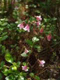 Linnaea borealis