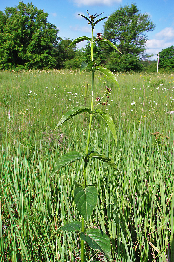 Image of Vincetoxicum scandens specimen.