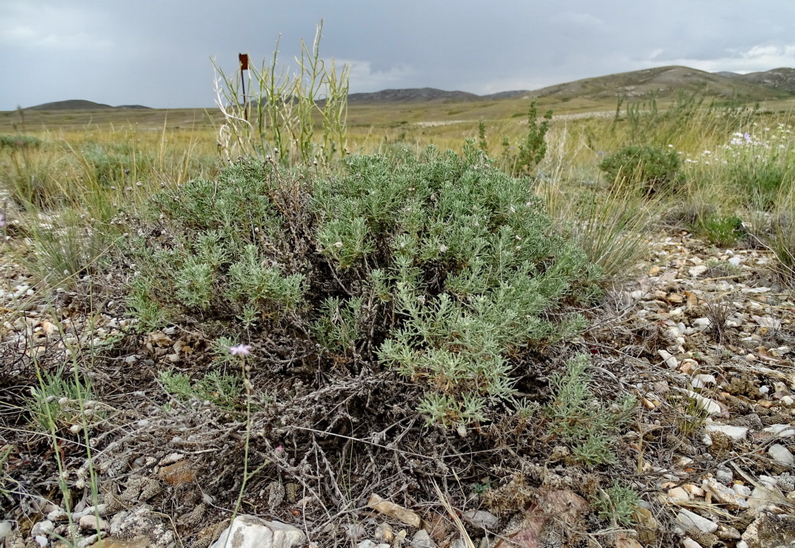 Image of Brachanthemum kasakhorum specimen.