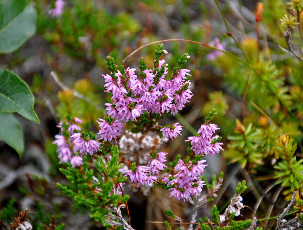 Image of Calluna vulgaris specimen.