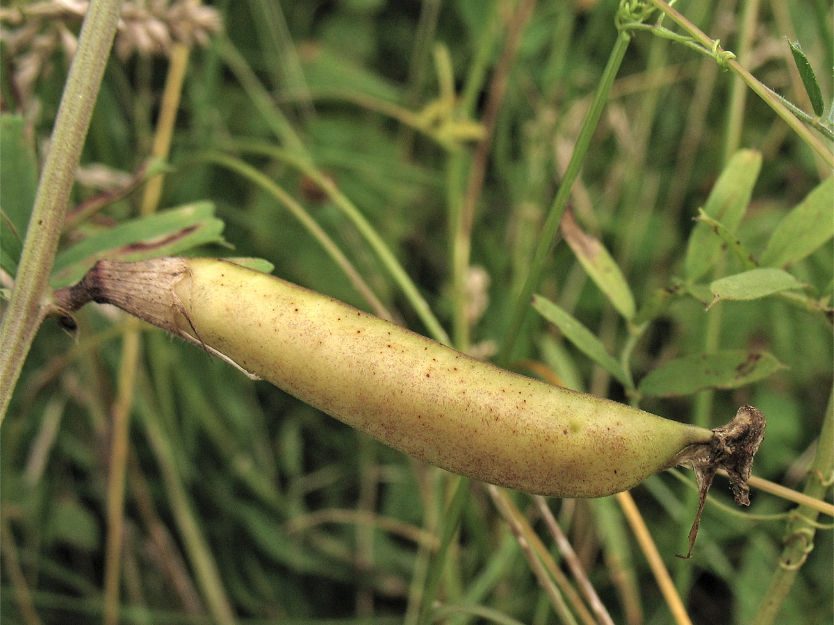 Image of Vicia grandiflora specimen.