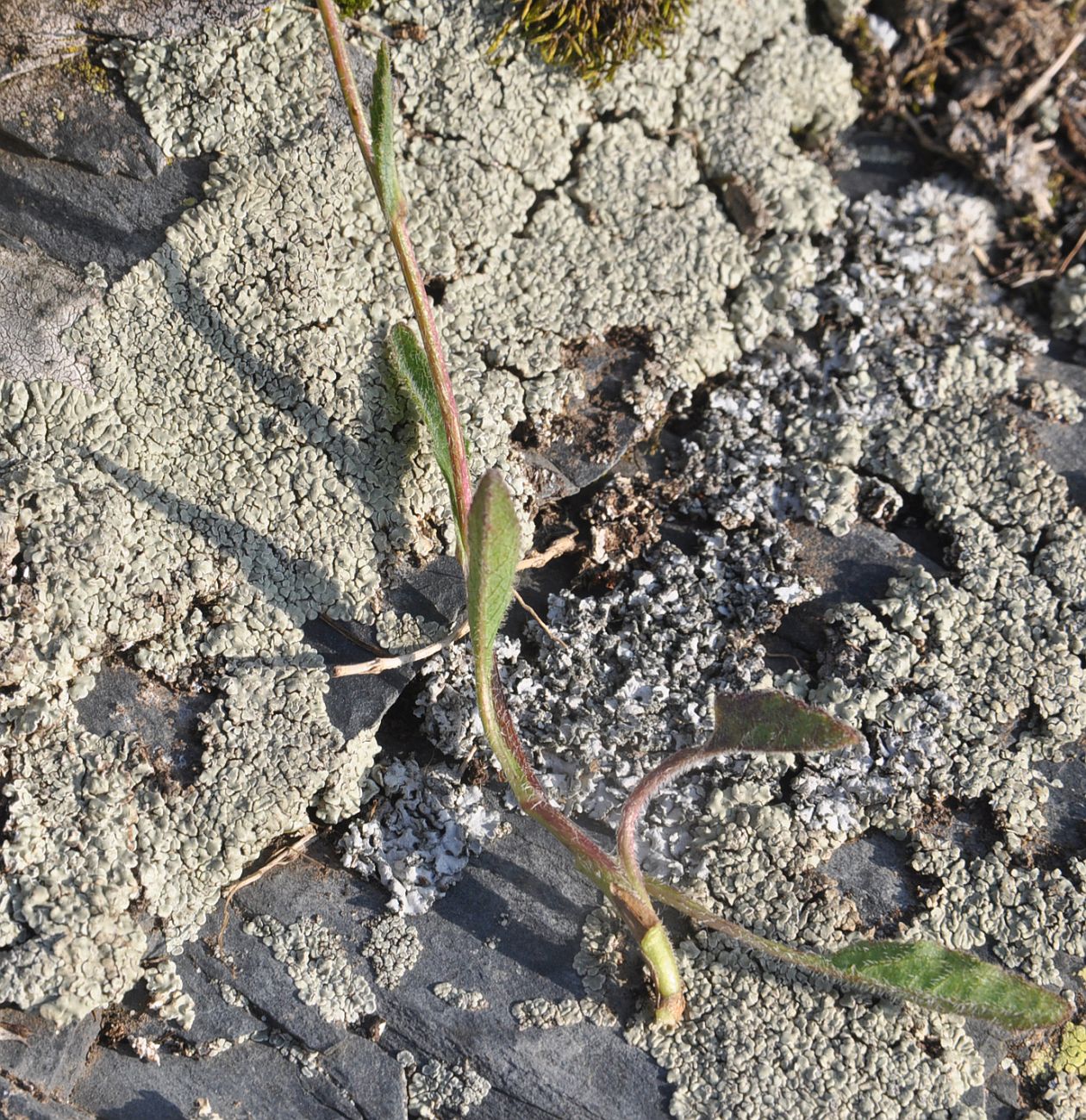 Image of genus Campanula specimen.