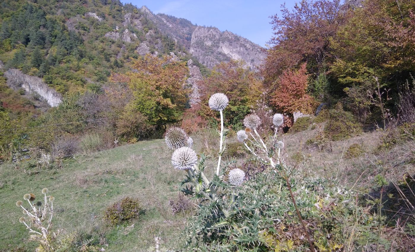 Изображение особи Echinops pungens.