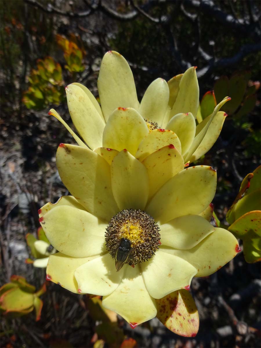 Image of Leucadendron strobilinum specimen.