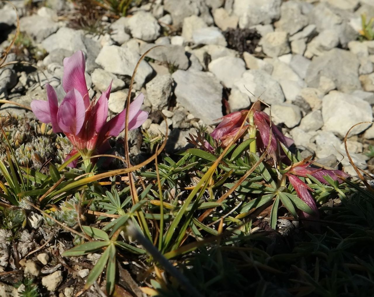 Изображение особи Trifolium polyphyllum.