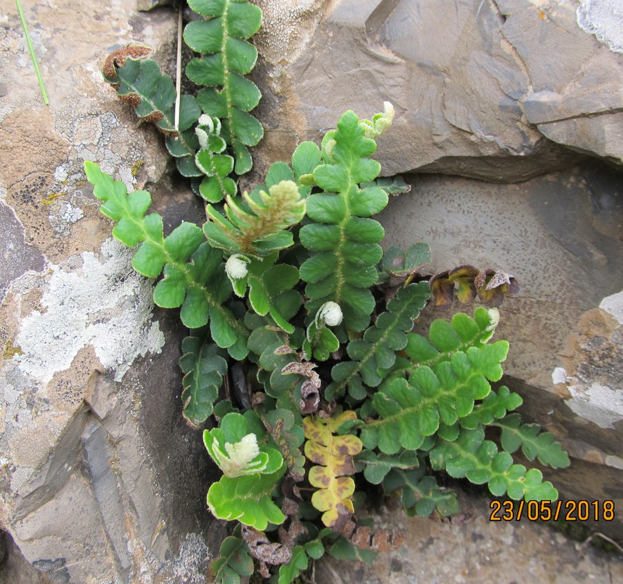 Image of Ceterach officinarum specimen.