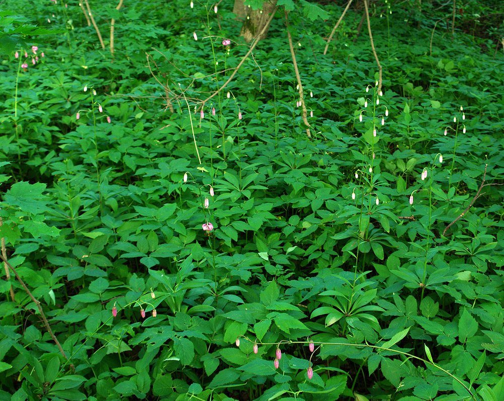 Image of Lilium martagon specimen.