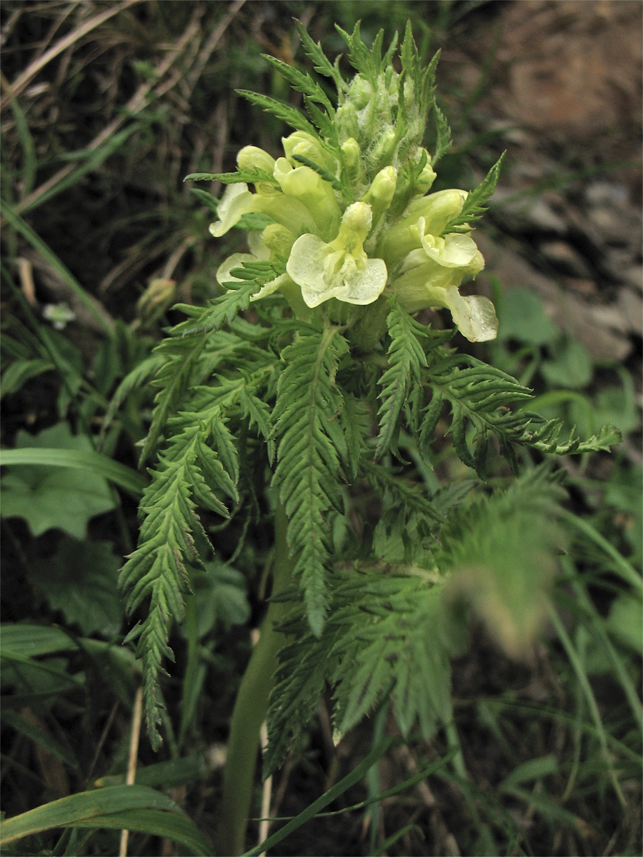 Изображение особи Pedicularis hacquetii.